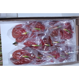 ANTHURIUM CHOCO 11/13 040 CM DIAM MIN 11 CM CHOCOLATE