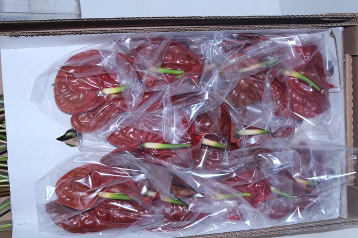 ANTHURIUM CHOCO 11/13 040 CM DIAM MIN 11 CM CHOCOLATE