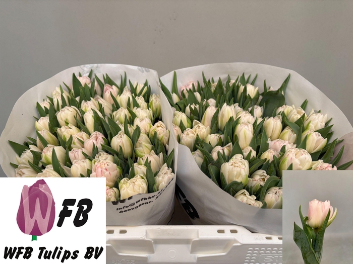 <h4>TU DU FOXTROT</h4>