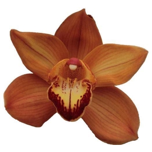 CYMB GR BROWN ARANCIA