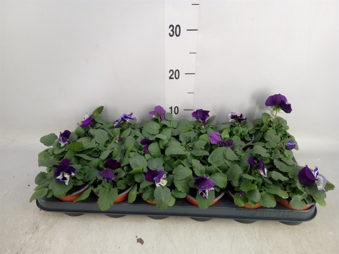 <h4>Viola wr. 'Alpha Purple White'</h4>