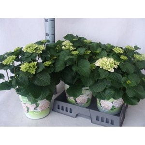 Hydrangea mac.   ...