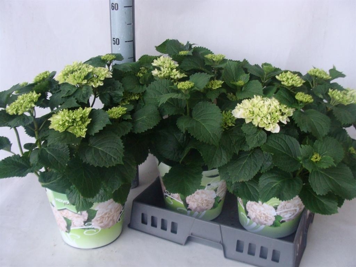 <h4>Hydrangea mac. ...</h4>