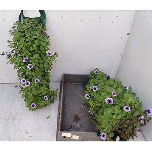 PET VIVINI VIOLET VE