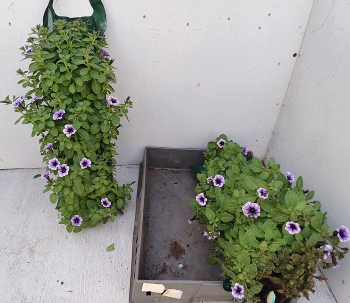 <h4>PET VIVINI VIOLET VE</h4>