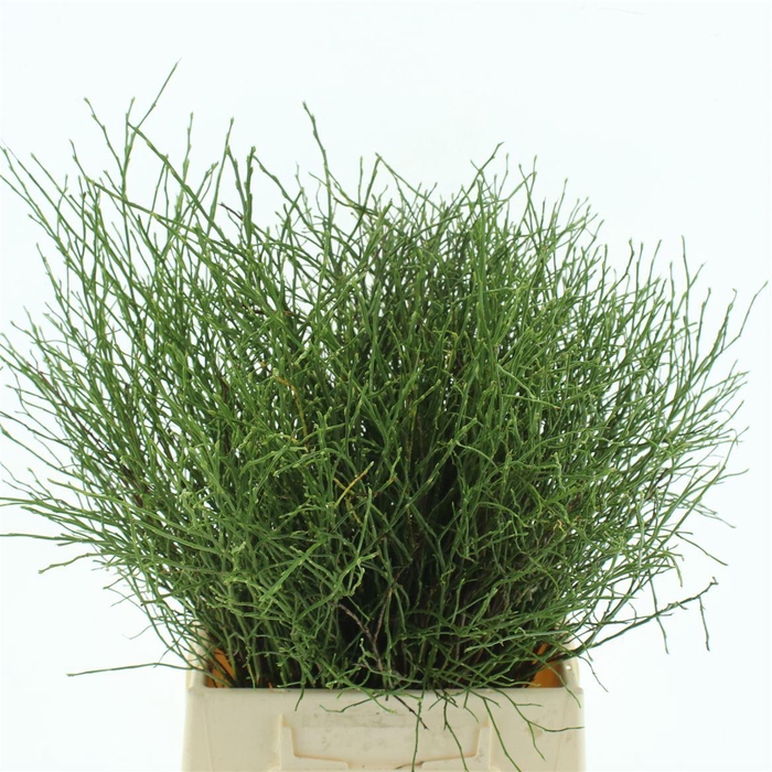 <h4>Vacc Myrtillus Bs</h4>