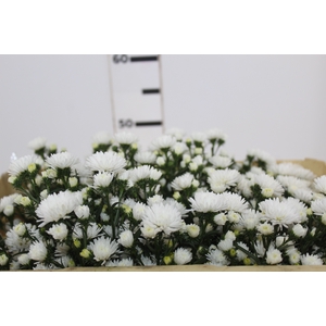 ASTER MARIANA 050 CM
