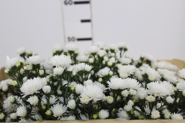 ASTER MARIANA 050 CM