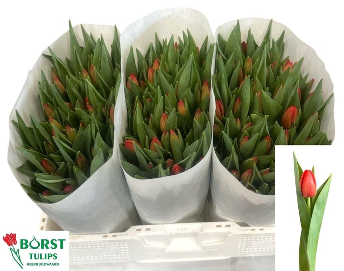 <h4>TU EN SPOT ON</h4>