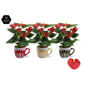 Anthurium Diamond Red in Nickie ceramics