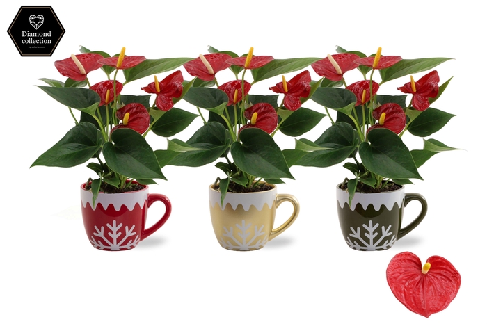 <h4>Anthurium Diamond Red in Nickie ceramics</h4>