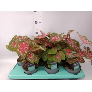 Caladium  'Carolyn Whorton'