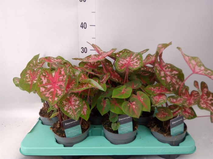 <h4>Caladium  'Carolyn Whorton'</h4>