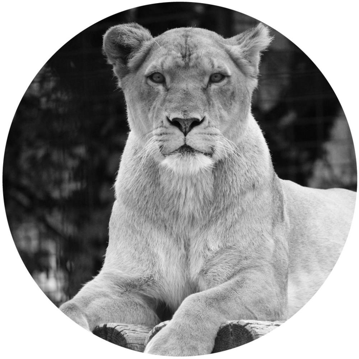 Frame Glass Ø40cm Lion 95621