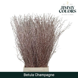 Betula L70 Mtlc. Champagne