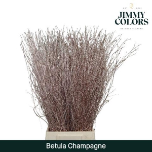 Betula L70 Mtlc. Champagne
