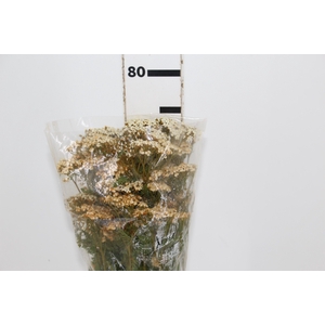 ACHILLEA CHA