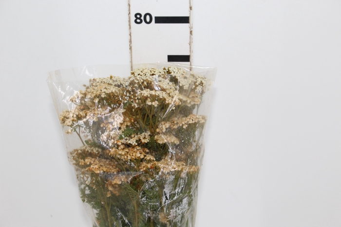 <h4>ACHILLEA CHA</h4>