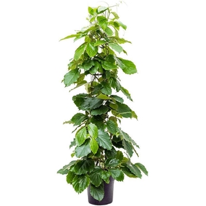 Tetrastigma voinierianum