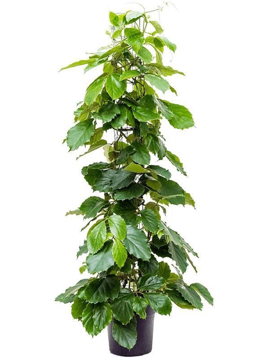 <h4>Tetrastigma voinierianum</h4>