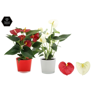 Anthurium Red & White mix in Joy glass