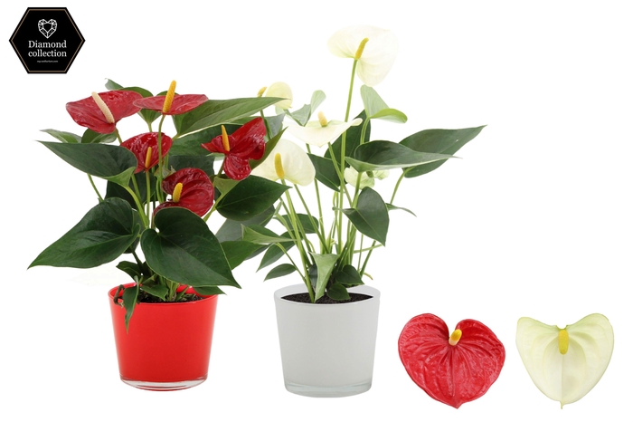 <h4>Anthurium Red & White mix in Joy glass</h4>