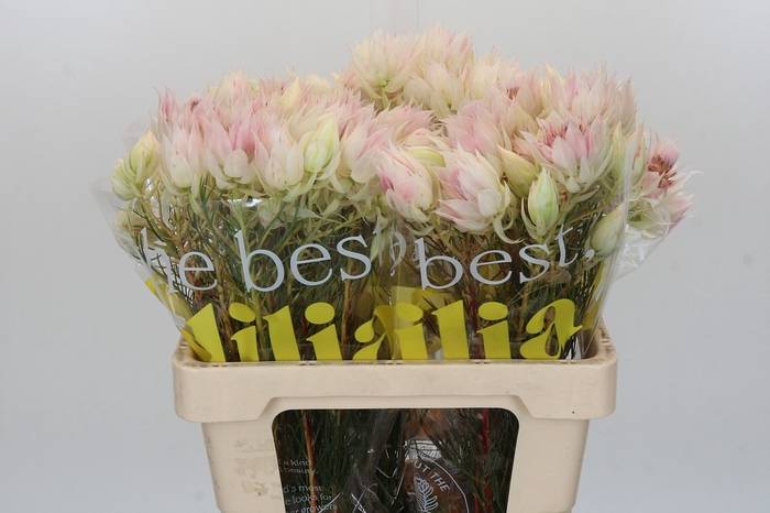 <h4>Blushing Bride 4/6 Flowers</h4>