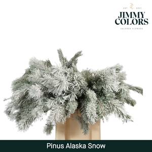 Pinus Alaska 60 Snow