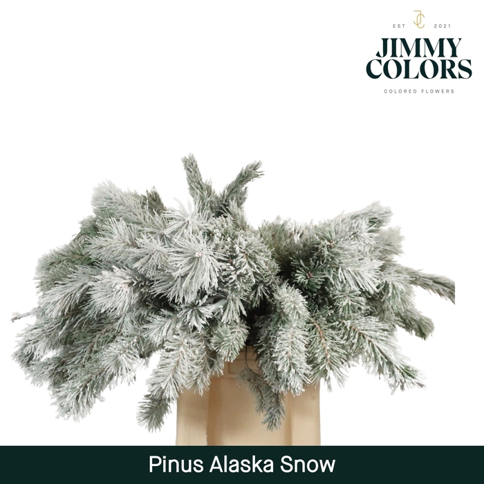 <h4>Pinus Alaska 60 Snow</h4>