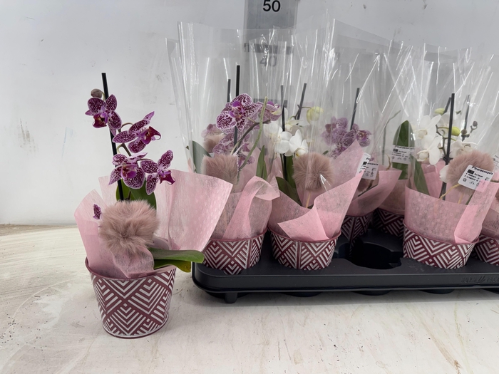 <h4>ARR PHAL 1 TAK</h4>