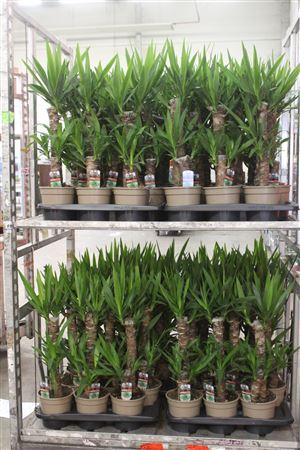 <h4>Yucca 45-20</h4>