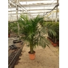 Areca catechu