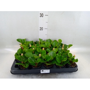 Peperomia obt. 'Green Gold'