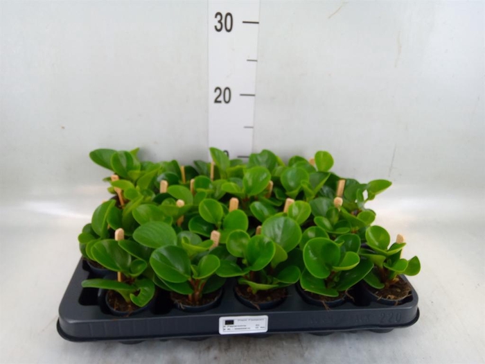 <h4>Peperomia obt. 'Green Gold'</h4>