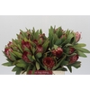 Protea Robijn