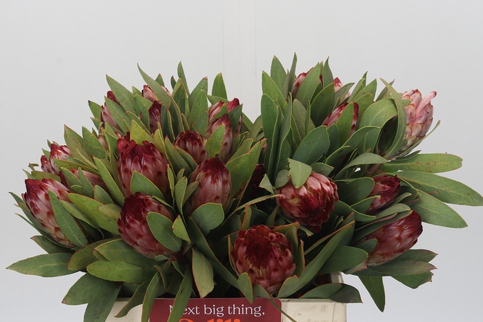 <h4>Protea Robijn</h4>