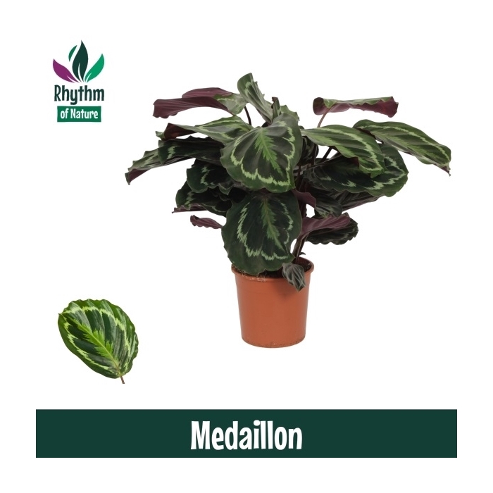 <h4>Calathea 14cm Medaillon Rhythm of Nature</h4>