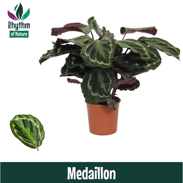 <h4>Calathea 14cm Medaillon Rhythm of Nature</h4>