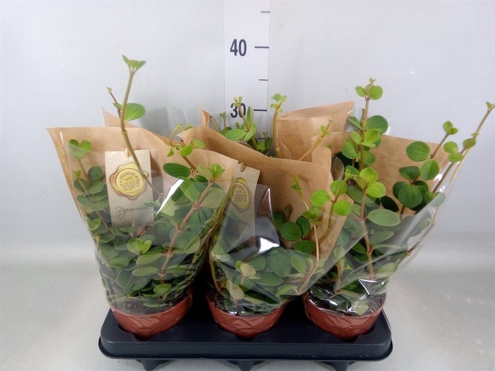 <h4>Peperomia tetraphylla 'Hope'</h4>