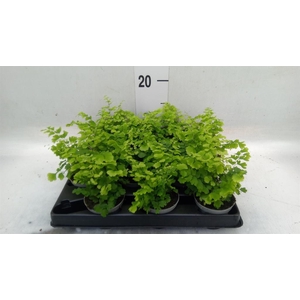Adiantum raddi. 'Fritz-Luthi'