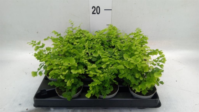 <h4>Adiantum raddi. 'Fritz-Luthi'</h4>