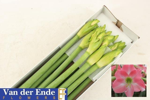 <h4>HIPP TR REBECCA</h4>