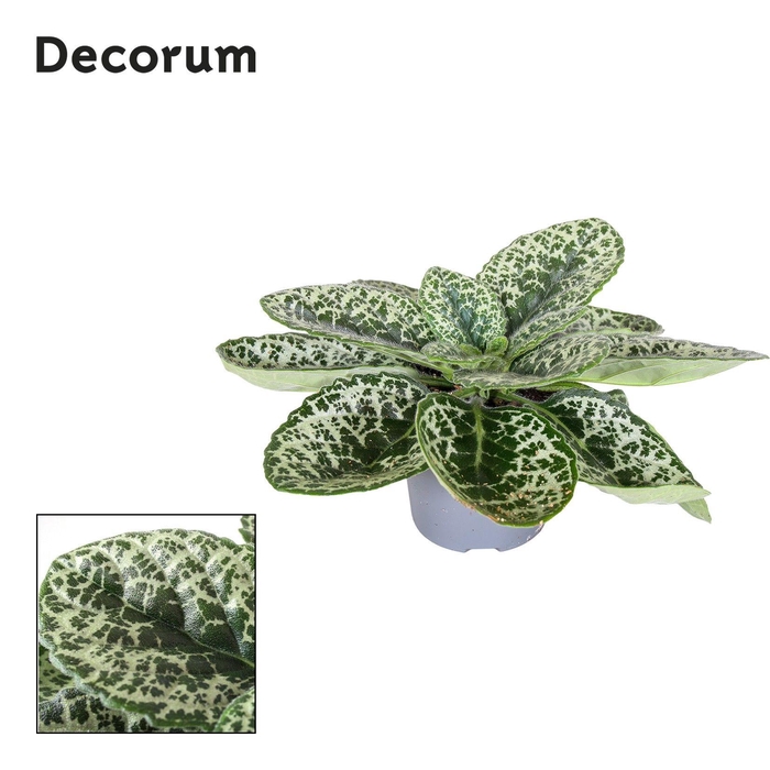<h4>Streptocarpus Pretty Turtle Decorum</h4>