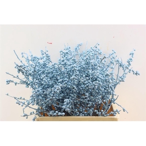 Ilex Kbh Gl Ijsblauw Stem