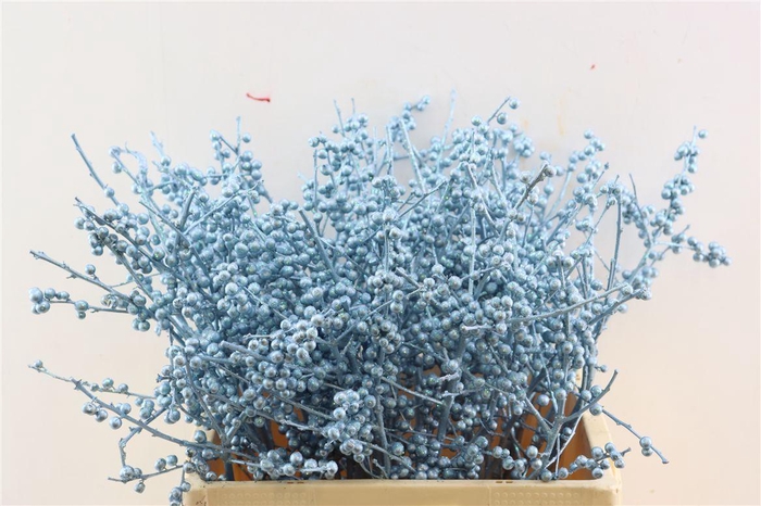 <h4>Ilex Kbh Gl Ijsblauw Stem</h4>