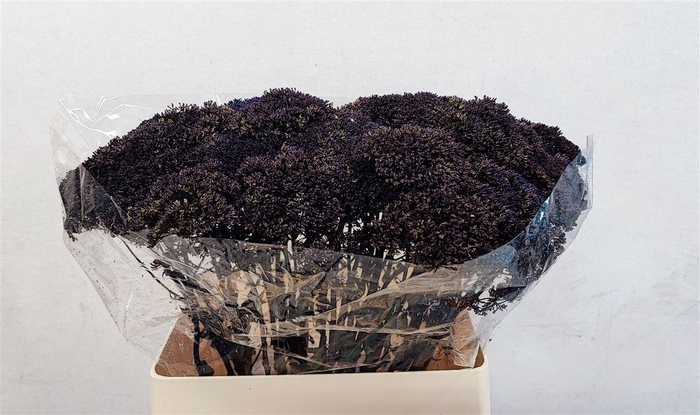 <h4>TRACH LAKE SUPERIOR</h4>