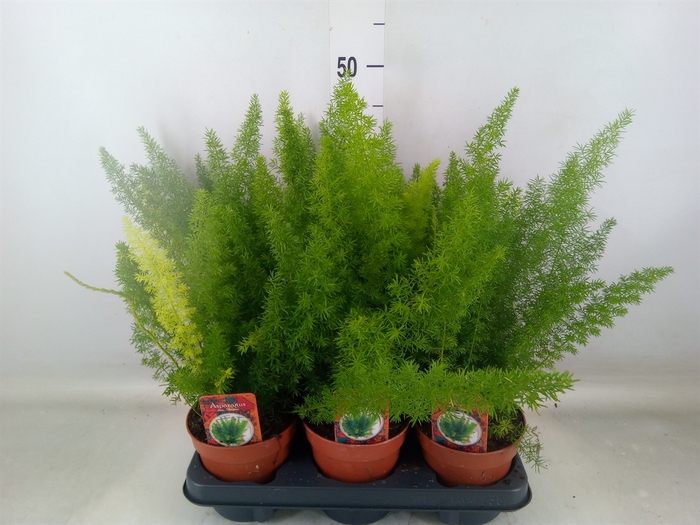 <h4>Asparagus dens. 'Meyers'</h4>