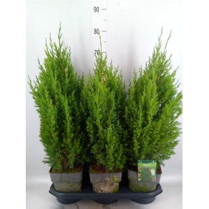 Juniperus chinensis 'Stricta'