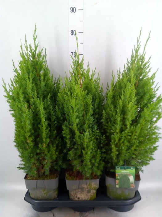 <h4>Juniperus chinensis 'Stricta'</h4>