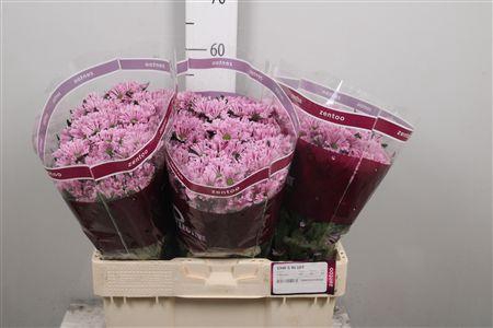 <h4>Chr S Aaa Bluff</h4>